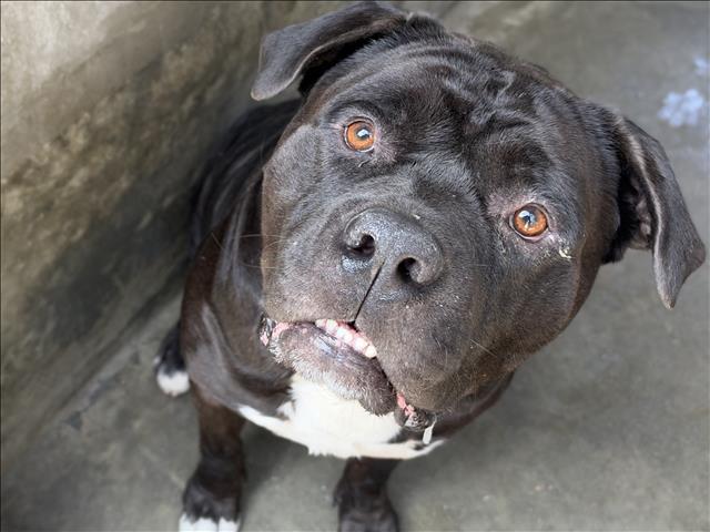 Shelter Stray Male Dog last seen , 1850 W 60th St, Los Angeles, CA 90047, USA