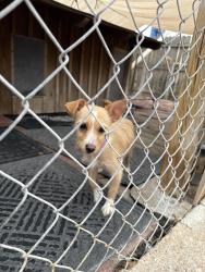 Found/Stray Unknown Dog last seen Dollar Tree, Wichita, KS 67213