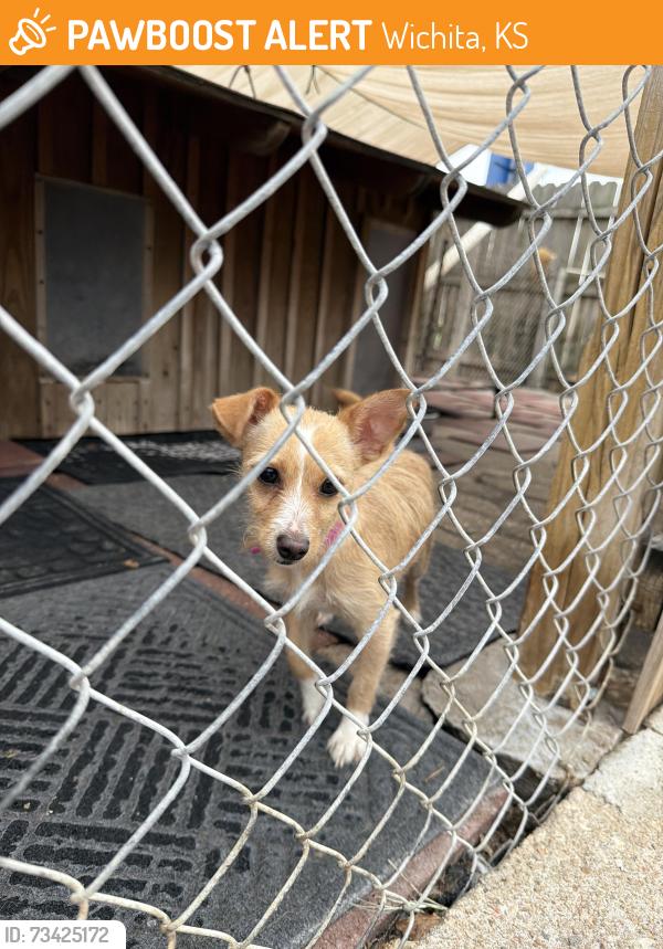 Found/Stray Unknown Dog last seen Dollar Tree, Wichita, KS 67213