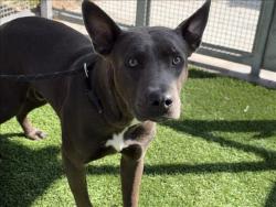 Shelter Stray Male Dog last seen , 1850 W 60th St, Los Angeles, CA 90047, USA