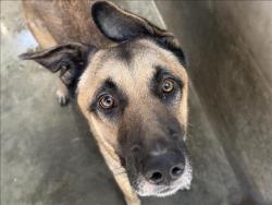 Shelter Stray Male Dog last seen , 1850 W 60th St, Los Angeles, CA 90047, USA