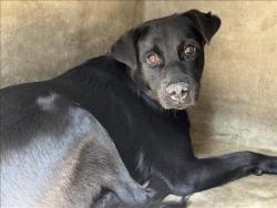 Shelter Stray Male Dog last seen , 1850 W 60th St, Los Angeles, CA 90047, USA