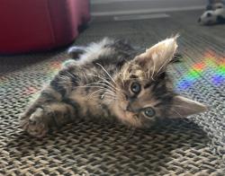 Shelter Stray Female Cat last seen Near BLOCK W ALASKA PL, DENVER CO 80219, 1241 W Bayaud Ave, Denver, CO 80223, USA
