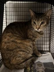 Shelter Stray Female Cat last seen , 1850 W 60th St, Los Angeles, CA 90047, USA