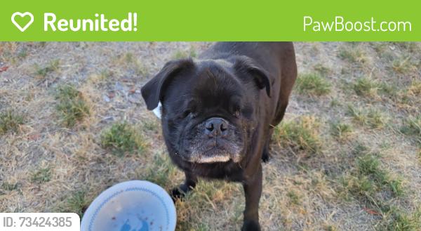 Reunited Female Dog last seen Skyline Truck Trail, Jamul, CA 91935