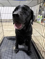 Found/Stray Male Dog last seen Bentley road, Freeland, MD 21053