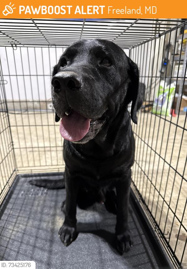 Found/Stray Male Dog last seen Bentley road, Freeland, MD 21053