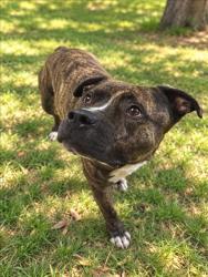 Shelter Stray Male Dog last seen , 957 N Gaffey St, San Pedro, CA 90731, USA