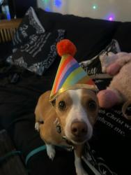 Lost Male Dog last seen In the left side of the back of cascade apartmentd, Henderson, NV 89015