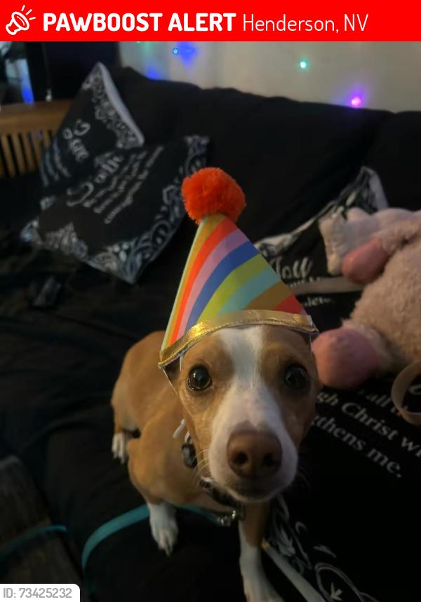 Lost Male Dog last seen In the left side of the back of cascade apartmentd, Henderson, NV 89015