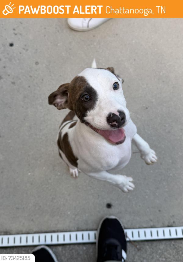 Found/Stray Female Dog last seen Near Skruggs Rd, Chattanooga, TN 37412