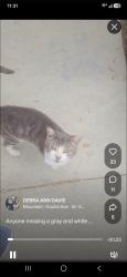 Found/Stray Male Cat last seen W 4th St/N Camellia Ave, Ontario, CA 91762