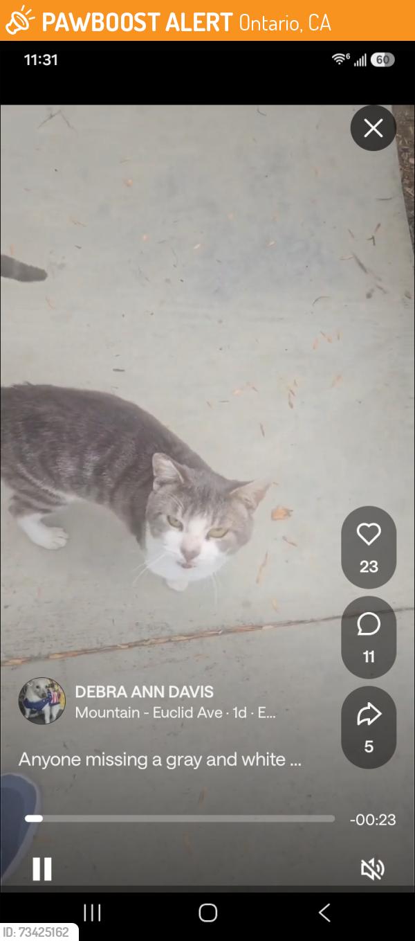 Found/Stray Male Cat last seen W 4th St/N Camellia Ave, Ontario, CA 91762