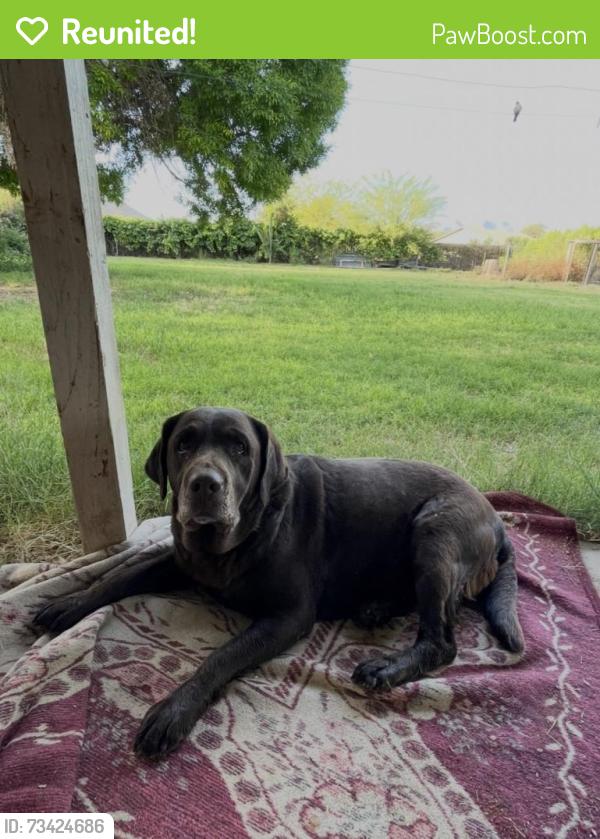 Reunited Female Dog last seen 51st Ave & West Estrella Dr., Phoenix, AZ 85339