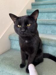 Lost Male Cat last seen Desert Inn & Buffalo, Las Vegas, NV 89117