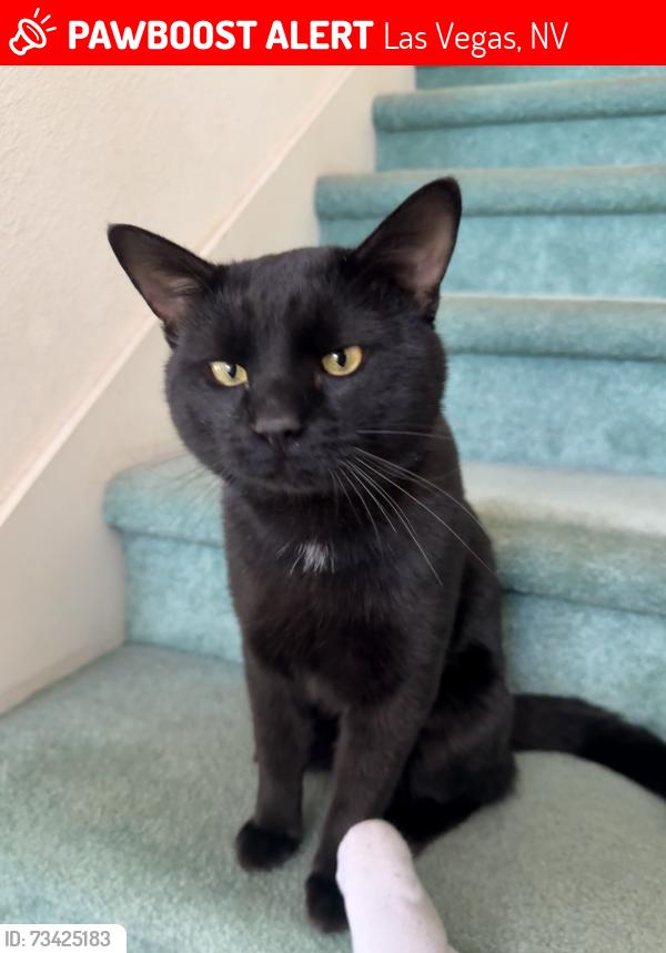 Lost Male Cat last seen Desert Inn & Buffalo, Las Vegas, NV 89117