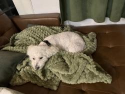 Lost Male Dog last seen Maricopa county, Rosedale Township, MO 65714