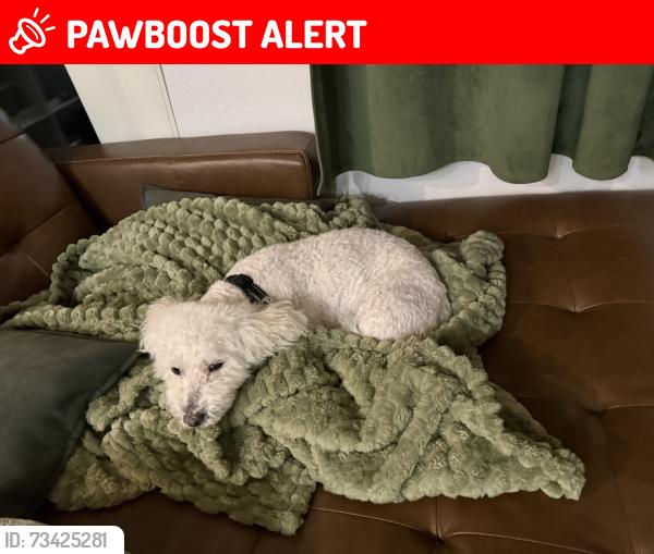 Lost Male Dog last seen Maricopa county, Rosedale Township, MO 65714