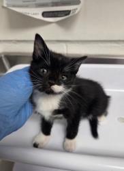 Shelter Stray Female Cat last seen Near Crane Way, Oakland, CA, 1101 29th Ave, Oakland, CA 94601, USA