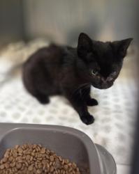 Shelter Stray Male Cat last seen Near 58th Ave, Oakland, CA, 1101 29th Ave, Oakland, CA 94601, USA