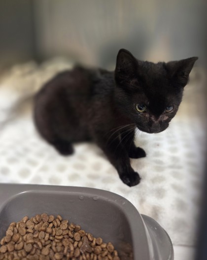 Shelter Stray Male Cat last seen Near 58th Ave, Oakland, CA, 1101 29th Ave, Oakland, CA 94601, USA