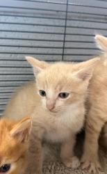 Shelter Stray Male Cat last seen Near Davis St, New Bern City Limits,, 1639 Old Airport Rd, New Bern, NC 28562, USA
