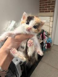 Shelter Stray Female Cat last seen Seminole, 75150, TX, 1650 Gross Rd, Mesquite, TX 75149, USA