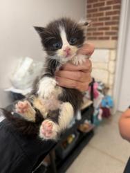 Shelter Stray Male Cat last seen Seminole, 75150, TX, 1650 Gross Rd, Mesquite, TX 75149, USA