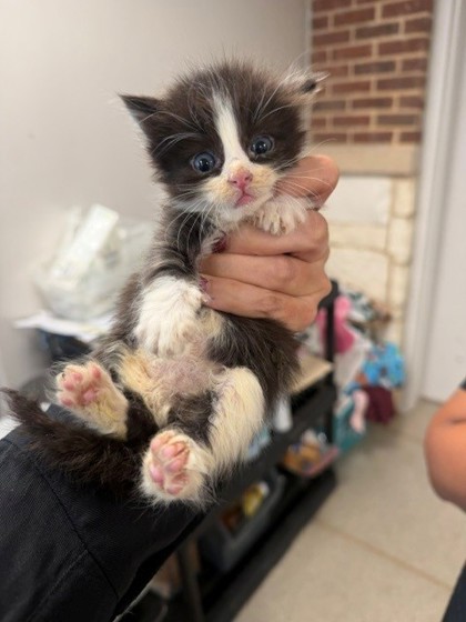 Shelter Stray Male Cat last seen Seminole, 75150, TX, 1650 Gross Rd, Mesquite, TX 75149, USA