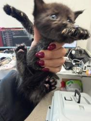 Shelter Stray Male Cat last seen Seminole, 75150, TX, 1650 Gross Rd, Mesquite, TX 75149, USA