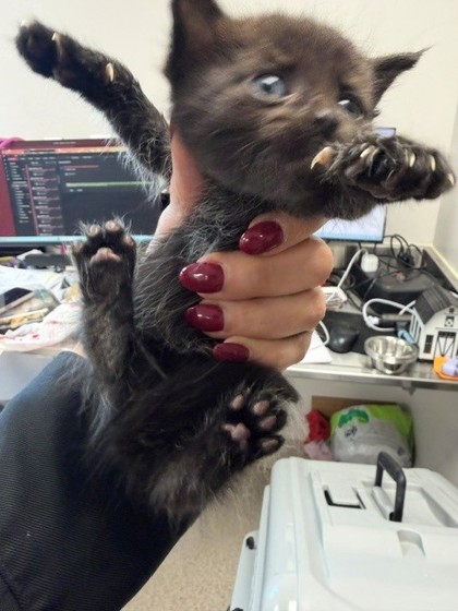 Shelter Stray Male Cat last seen Seminole, 75150, TX, 1650 Gross Rd, Mesquite, TX 75149, USA