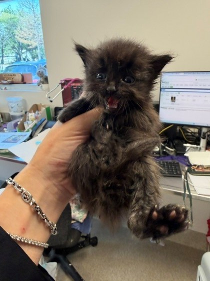 Shelter Stray Male Cat last seen Seminole, 75150, TX, 1650 Gross Rd, Mesquite, TX 75149, USA