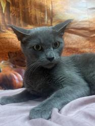Shelter Stray Female Cat last seen Near Spofford Ave APT 2106, Unknown, TX, 11300 Nacogdoches Rd, San Antonio, TX 78217, USA