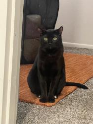 Lost Male Cat last seen corrales and 528, Rio Rancho, NM 87144