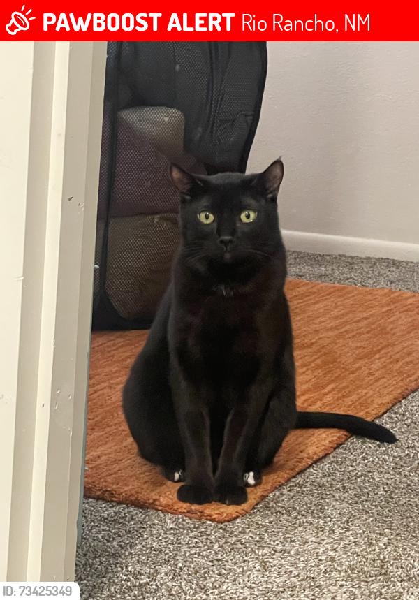 Lost Male Cat last seen corrales and 528, Rio Rancho, NM 87144