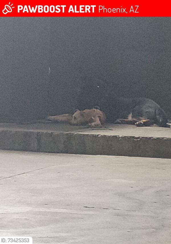 Lost Male Dog last seen Black Canyon Rd, Phoenix, AZ 85020