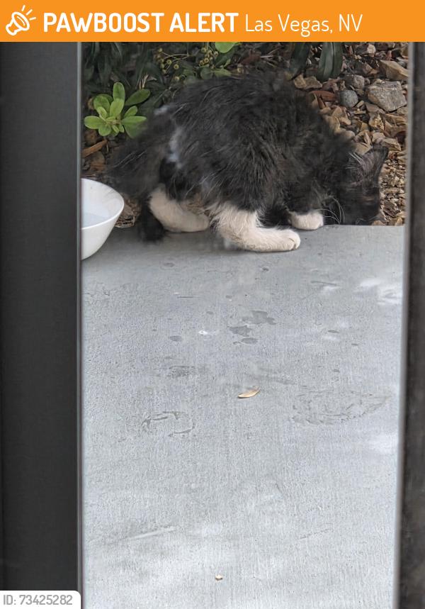 Found/Stray Unknown Cat last seen El capital, miesenhiemer, Las Vegas, NV 89143