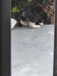 Found/Stray Unknown Cat last seen El capital, miesenhiemer, Las Vegas, NV 89143