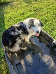 Lost Male Dog last seen Was last seen near Orchard Ridge Residences near Cleveland Hwy, Dalton, GA 30721
