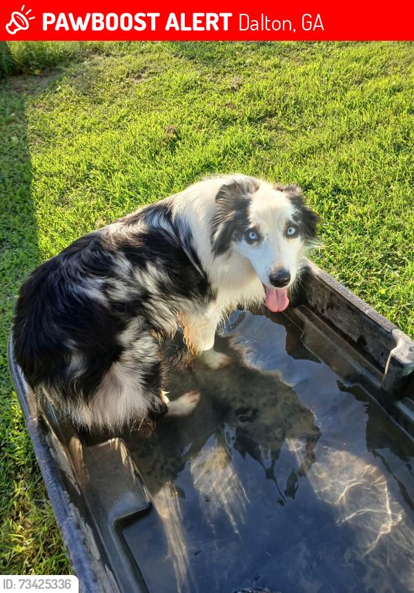 Lost Male Dog last seen Was last seen near Orchard Ridge Residences near Cleveland Hwy, Dalton, GA 30721