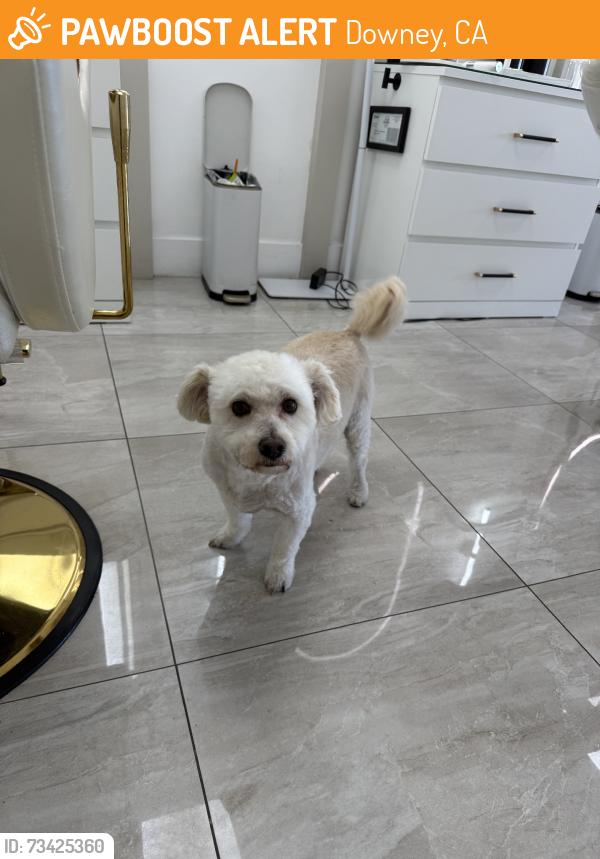 Found/Stray Male Dog last seen Apollo center, Downey, CA 90241
