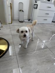 Found/Stray Male Dog last seen Apollo center, Downey, CA 90241