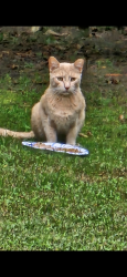 Found/Stray Unknown Cat last seen Route 67 near Stewart’s shop in Mechanicville, Mechanicville, NY 12118
