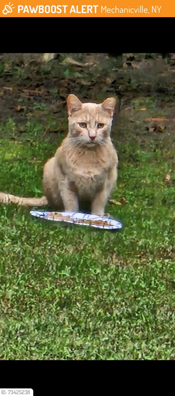Found/Stray Unknown Cat last seen Route 67 near Stewart’s shop in Mechanicville, Mechanicville, NY 12118