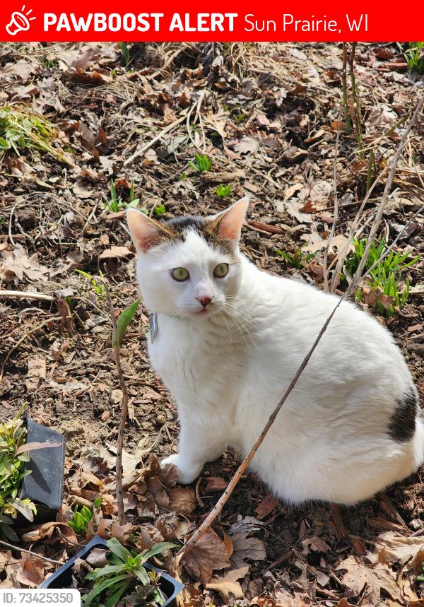 Lost Female Cat last seen Near Don Simon Dr, Sun Prairie, WI 53590