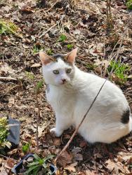 Lost Female Cat last seen Near Don Simon Dr, Sun Prairie, WI 53590