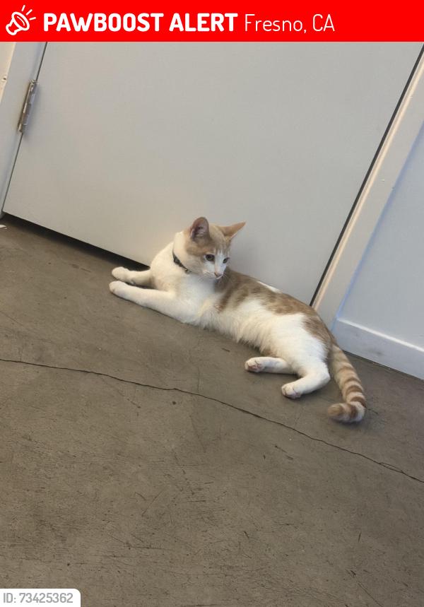 Lost Male Cat last seen Broadway st and amador st, Fresno, CA 93721