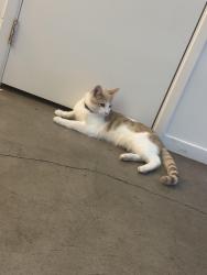 Lost Male Cat last seen Broadway st and amador st, Fresno, CA 93721