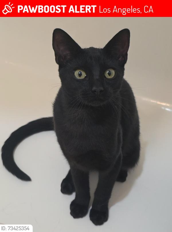 Lost Female Cat last seen Camulos St & Garnet St., Los Angeles, CA 90023