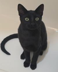 Lost Female Cat last seen Camulos St & Garnet St., Los Angeles, CA 90023